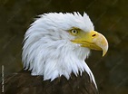 Weißkopfseeadler - Wappentier der USA Stock-Foto | Adobe Stock