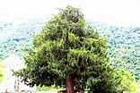 El Tejo, el único árbol que crece al revés – Blog de Turismo Rural