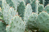 Prickly Pear Cactus: Plant Care & Growing Guide