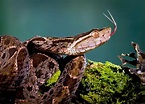Fer-de-Lance Facts And Pictures | Reptile Fact