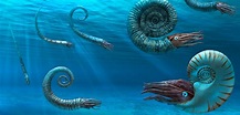 Ammonites : Ammonite Dinosaur Wiki Fandom - These creatures lived in ...