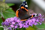 11 Schmetterlingsarten in Deutschland: Übersicht