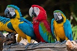 Colorful macaw parrots | Animal Stock Photos ~ Creative Market
