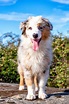 Australian Shepherd Puppies (25 Cute and Cuddly Pups) - Talk to Dogs