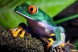 ¡Descubre aquí a la rana verde de ojos rojos! | Nubika