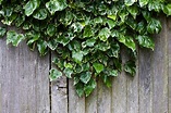 Ivy Free Stock Photo - Public Domain Pictures
