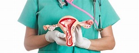 Anatomy of Female Pelvic Area | Johns Hopkins Medicine