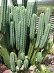 TODO sobre el Cactus de San Pedro - ¿Como es, cuidados, riego, etc...