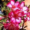 Rosa do deserto: como cultivar, fotos e preços dessa linda flor