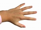 File:Hand - Fingers.jpg - Wikimedia Commons