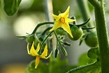 DIÁRIO COM A NATUREZA: 19 DE ABRIL - TOMATE - FRUTO - FLOR - SOLANUN ...