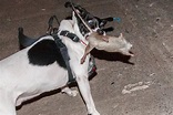 Meet the fearless dogs solving NYC's rat problem