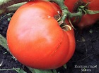 Martian Giant tomato, Organic | Restoration Seeds