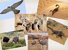 Animals and Plants of the Sahara Desert - YouTube