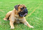 10 Best Mastiff Breeders (2023): Our Top 10 Picks! - Bubbly Pet
