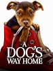 Watch A Dog's Way Home (4K UHD) | Prime Video
