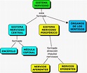 Esquema del sistema nervioso ¡Fotos & Guía 2024!