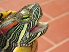Cabeza de una tortuga de orejas rojas :: Imágenes y fotos