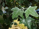 ÁLAMO BLANCO: Populus alba | Plantas rioMoros