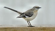 Northern Mockingbird - BirdWatching