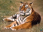 El Reino Animal: EL TIGRE DE BENGALA. El felino más grande del mundo