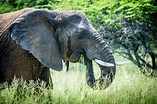 Elephant (elephantidae) feeding at Dinokeng Game Reserve; South Africa ...