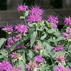 How to Plant, Grow, and Care for Bee Balm