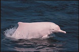 中华白海豚是一种怎样的动物，它们的现状如何？ - 知乎