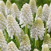Buy grape hyacinth bulbs Muscari aucheri White Magic: £3.49 Delivery by ...