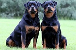 Rottweiler: carattere, prezzo, cure e alimentazione