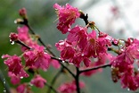 緋寒櫻、八重櫻、吉野櫻……你知道台灣有多少種櫻花嗎？-風傳媒