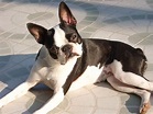 Boston Terrier - Eigenschaften, Haltung, Temperament - Planet Hund