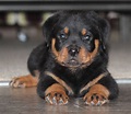 Rottweiler Puppies | Rottweiler puppies, Rottweiler dog, Dog breeds