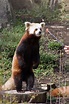 Red Panda Standing - a photo on Flickriver