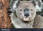 Koala (Phascolarctos Cinereus) Stock Photo 441248329 : Shutterstock