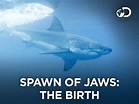 Watch Spawn Of Jaws: The Birth - Season 1 | Prime Video