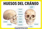 Anatomia del craneo y sus huesos - ABC Fichas