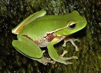 List of amphibians of Australia - Wikipedia