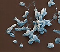 Francisella Tularensis Bacteria Sem #2 Photograph by Meckes/ottawa - Pixels