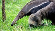 Giant Anteater - The Houston Zoo