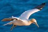 15 Types of Ocean Birds - Characteristics - DeepOceanFacts.com