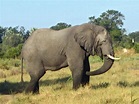 File:Elephant in Botswana.JPG