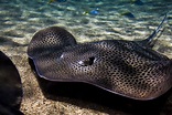 Freshwater Stingray: A Care Guide For This Impressive Species