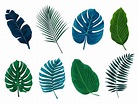 Collection of exotic tropical leaves. Hawaiian plants set in blue and ...