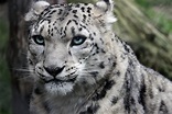 10 datos que debes saber sobre el leopardo de las nieves - National ...