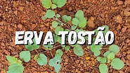 Erva Tostão: Saiba Tudo Sobre Essa Planta - YouTube