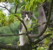 Cat in tree | Smithsonian Photo Contest | Smithsonian Magazine