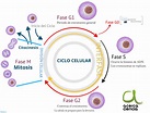 Biologia: Fases del ciclo celular