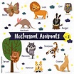Nocturnal Animals cartoon on white background with animal name. Set 2 ...