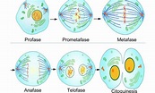 Mitosis: explicación fácil y ejemplos - Mi apunte escolar